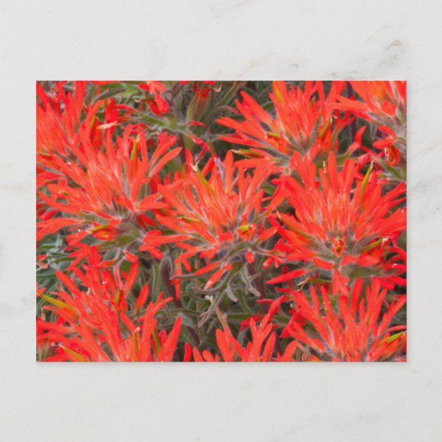 Cartão Postal Wyoming, condado de Lincoln, Desert Paintbrush (Frente)