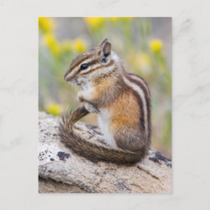 Cartão Postal Wyoming, Condado de Sublette, Least Chipmunk