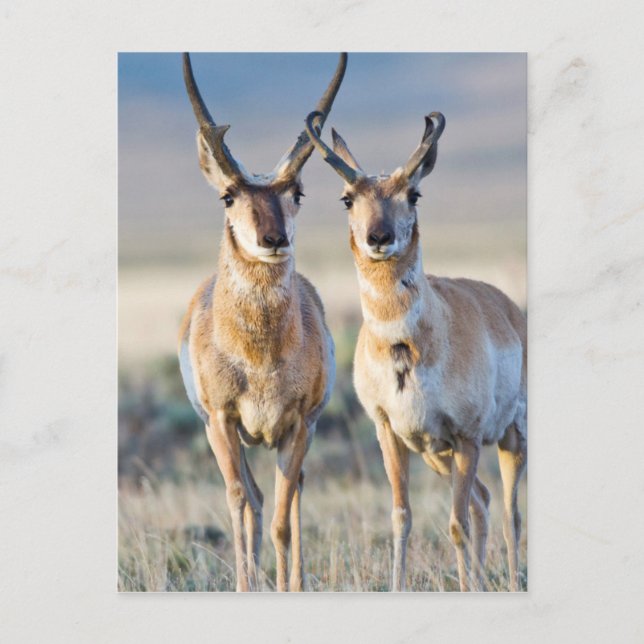 Cartão Postal Wyoming, Condado de Sublette, Pronghorn. (Frente)