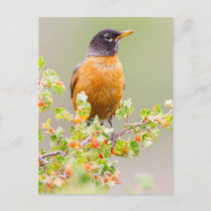 Cartão Postal Wyoming, Condado de Sublette, Um Tordo Americano