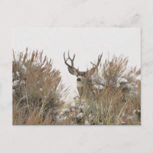 Cartão Postal Wyoming Deer