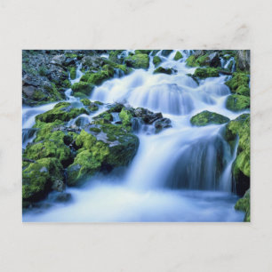 Cartão Postal Wyoming. EUA. Fonte periódica durante o período de
