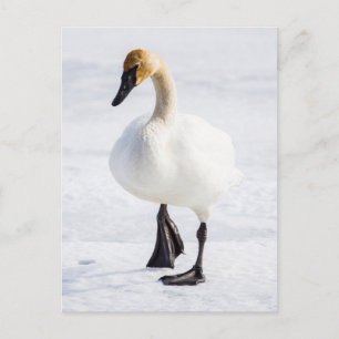 Cartão Postal Wyoming, refúgio nacional dos alces, cisne de