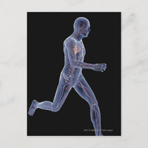 Cartão Postal X-ray of the vascular system in a running man