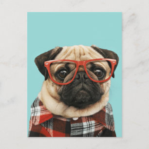 Cartão Postal Xadrez Shirt Pug