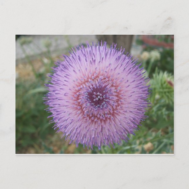 Cartão Postal Xisto de Leite Roxo (Frente)