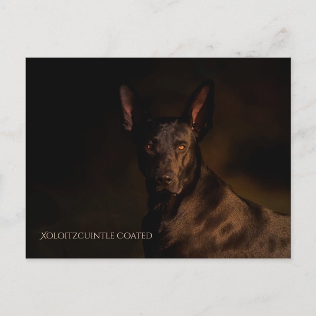 Cartão postal Xoloitzcuintle (Frente)