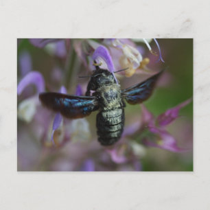 Cartão Postal Xylocopa iris