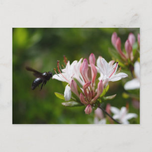 Cartão Postal Xylocopa iris