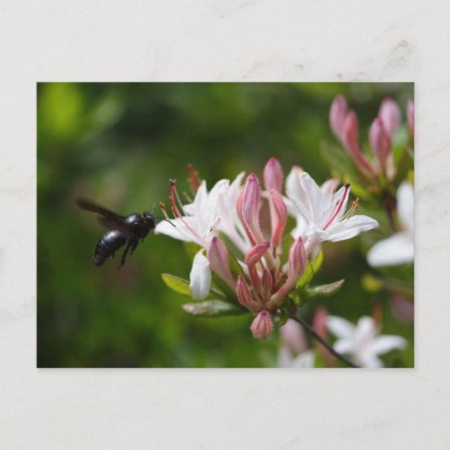 Cartão Postal Xylocopa iris (Frente)