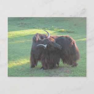 Cartão Postal Yak