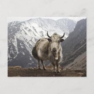 Cartão Postal Yak no Nepal