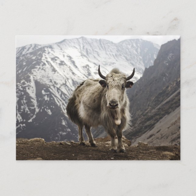 Cartão Postal Yak no Nepal (Frente)