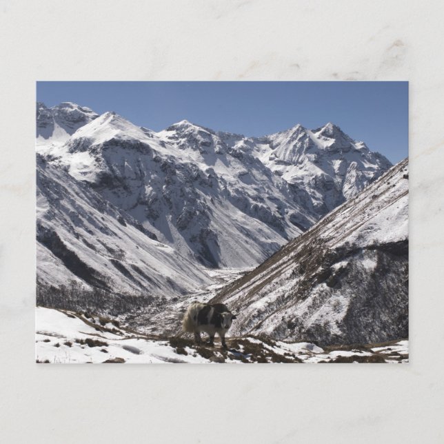 Cartão Postal Yak perto do Monte Jhomolari, Jangothang Jigme Dor (Frente)