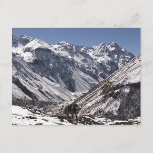 Cartão Postal Yak perto do Monte Jhomolari, Jangothang Jigme Dor