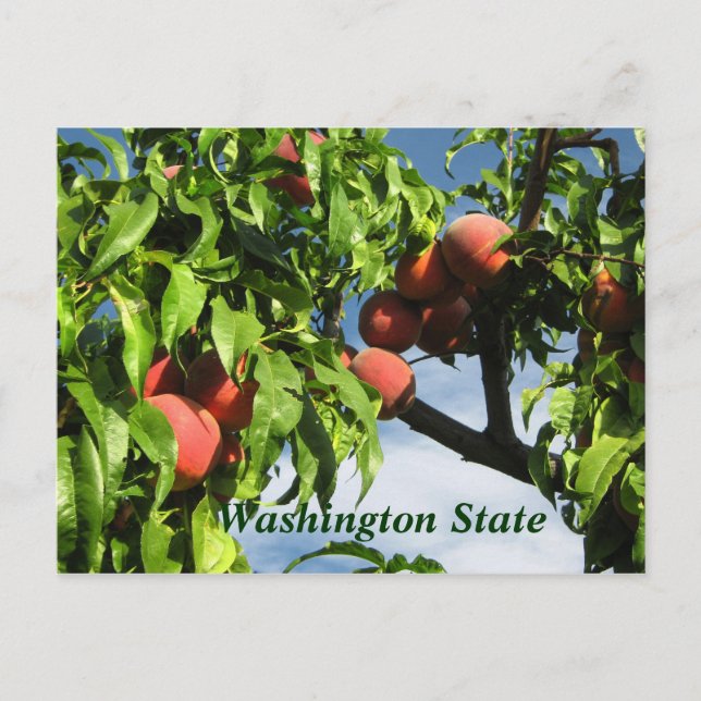 Cartão Postal Yakima Valley Peaches, Estado de Washington. (Frente)
