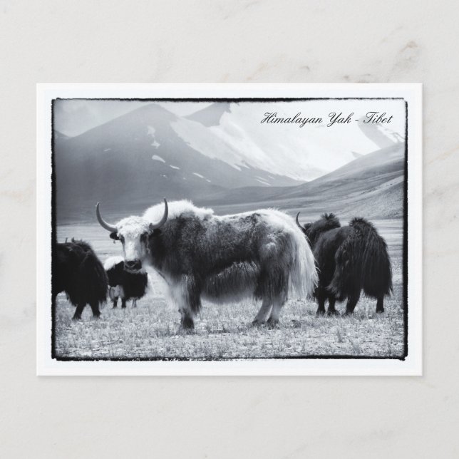 Cartão Postal Yaks, Himalaia, Nômades de Montanha Ladakh e Yak T (Frente)