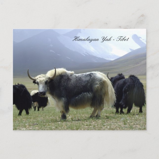 Cartão Postal Yaks, Himalaia, Nômades de Montanha Ladakh e Yak T (Frente)
