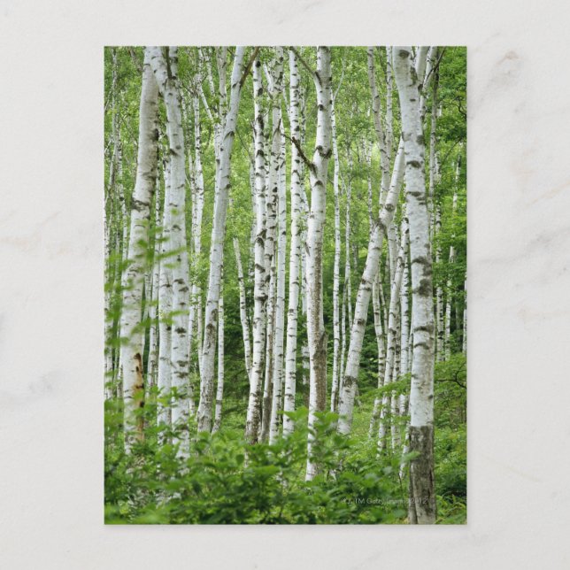 Cartão Postal Yakumo-mura, Província de Nagano, Honshu Central (Frente)