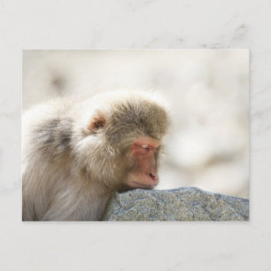 Cartão Postal Yamanouchi, Chubu, Prefeitura de Nagano, Japão