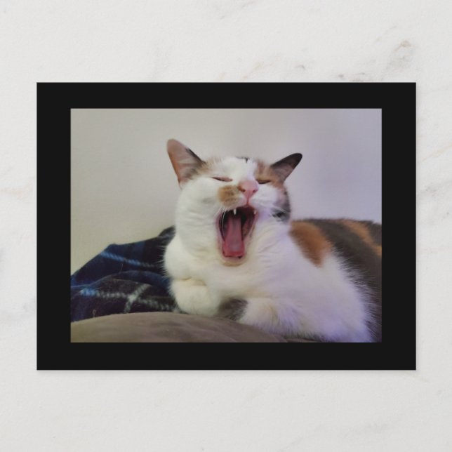 Cartão Postal Yawning Calico Cat (Frente)