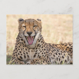Cartão Postal Yawning Cheetah