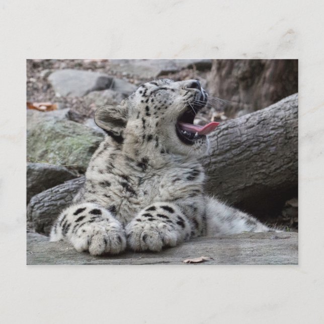Cartão Postal Yawning Snow Lepard Cub (Frente)