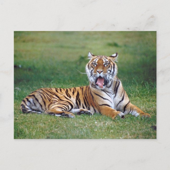 Cartão Postal Yawning Tiger (Frente)