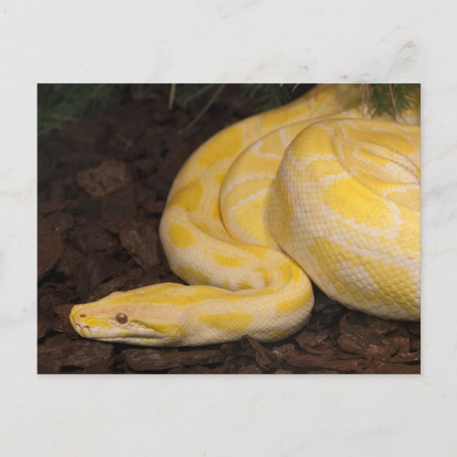 Cartão Postal Yellow Burmese Python Incrível (Frente)
