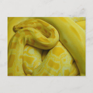 Cartão Postal Yellow Burmese Python Incrível