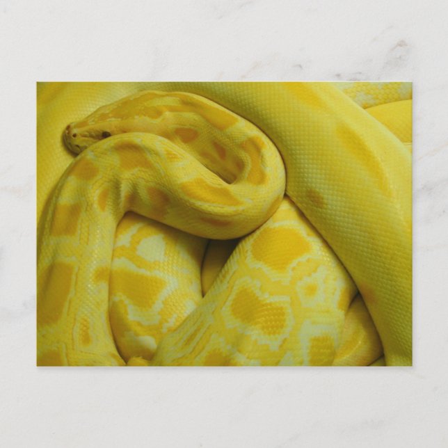 Cartão Postal Yellow Burmese Python Incrível (Frente)