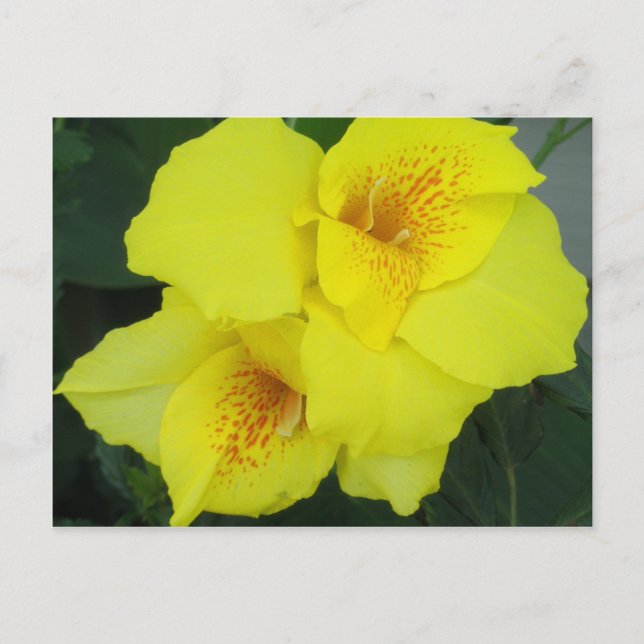 Cartão Postal Yellow Cannas Canna Lily Flower Photo (Frente)