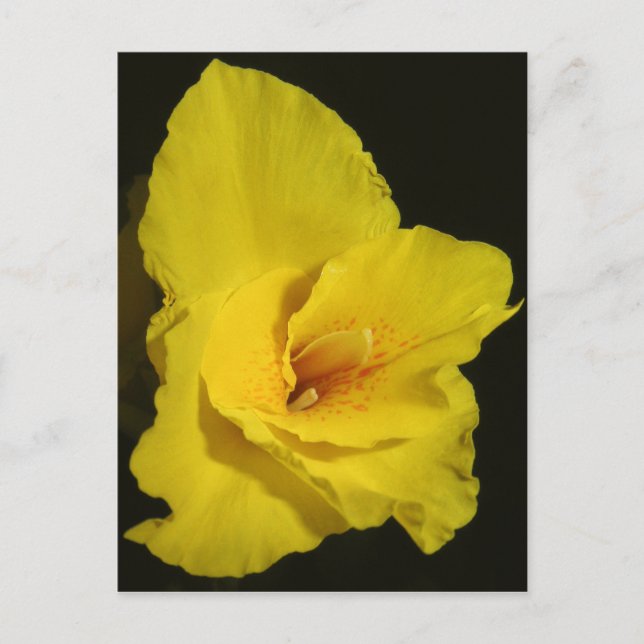 Cartão Postal Yellow Cannas Canna Lily Flower Photo (Frente)