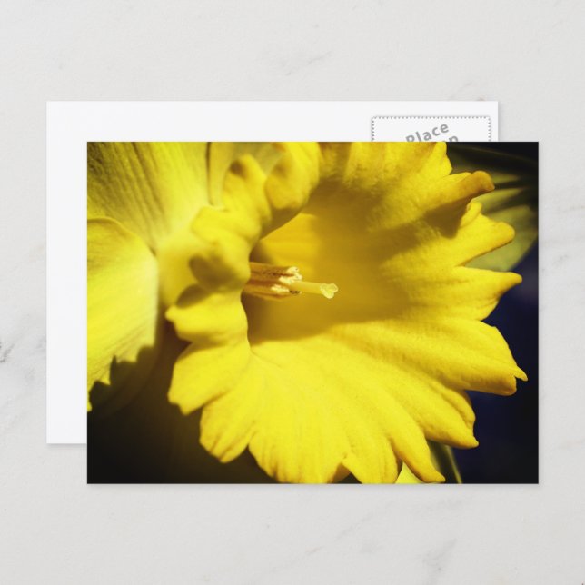 Cartão Postal Yellow Daffodil Flower Photography  (Frente/Verso)
