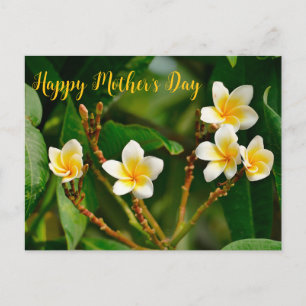 Cartão Postal Yellow Frangipani