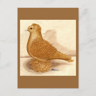 Cartão Postal Yellow Friback Pigeon