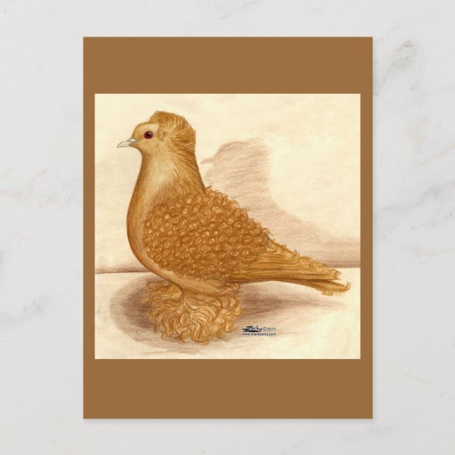 Cartão Postal Yellow Friback Pigeon (Frente)