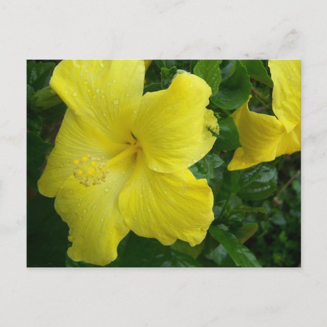 Cartão Postal Yellow Hibiscus Postcard (Frente)