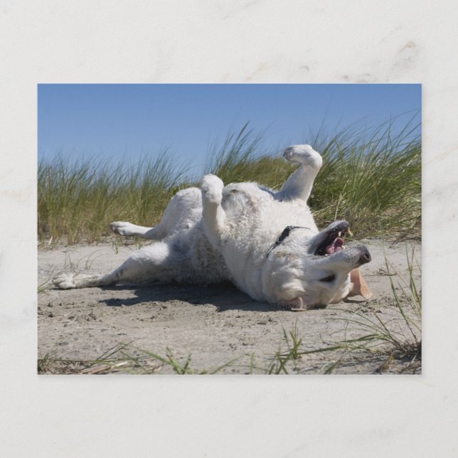 Cartão Postal Yellow Labrador Retriever (Frente)