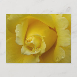 Cartão Postal Yellow Rose Plstcard