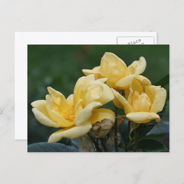 Cartão Postal Yellow Rosebuds Flower Photography  (Frente/Verso)