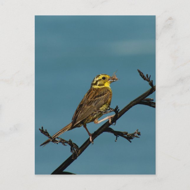 Cartão Postal Yellowhammer (Frente)