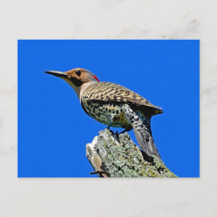 Cartão Postal Yellowhammer