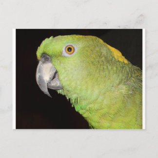 Cartão Postal Yellownape Amazon