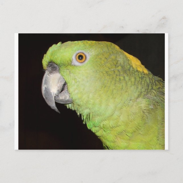 Cartão Postal Yellownape Amazon (Frente)