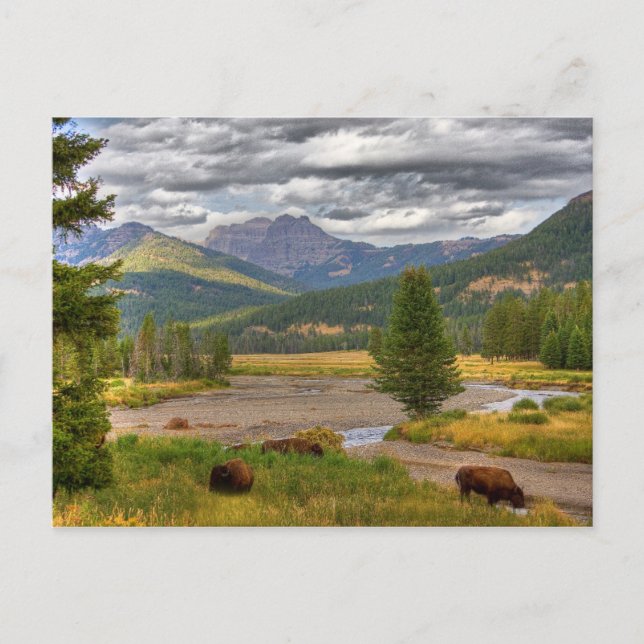 Cartão Postal Yellowstone Bison (Frente)