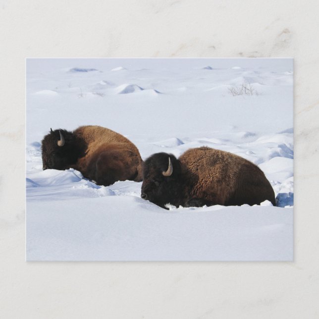Cartão Postal Yellowstone Bison (Frente)