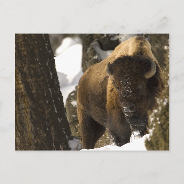 Cartão Postal Yellowstone Bison (Frente)
