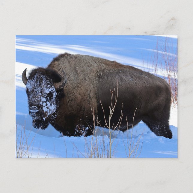 Cartão Postal Yellowstone Bison (Frente)