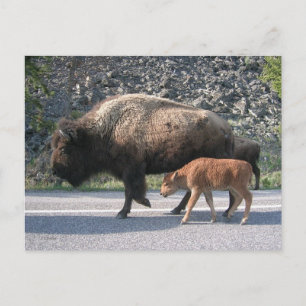 Cartão Postal Yellowstone Buffalo